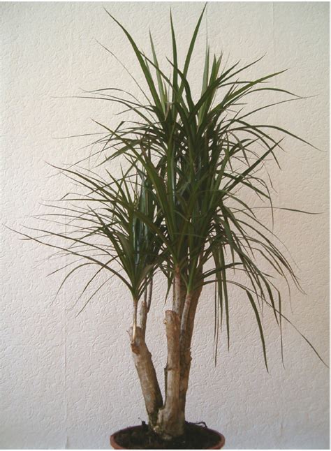 Fichier:Dracaena marginata IndoorPlant 0605k.jpg — Wikipédia