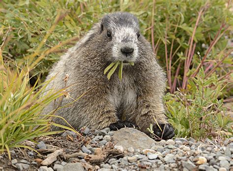 Marmot Eating Salad Photograph by Marv Vandehey - Fine Art America