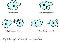 Reproduction - Amoeba