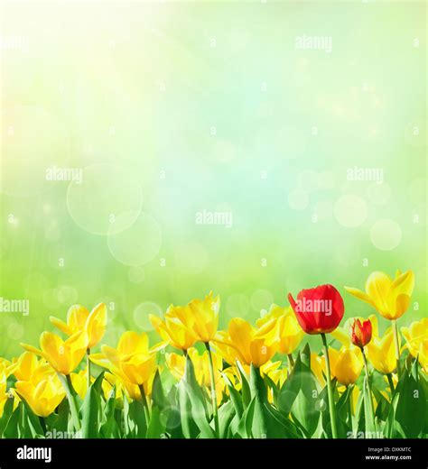 763 Background Nature Flower free Download - MyWeb