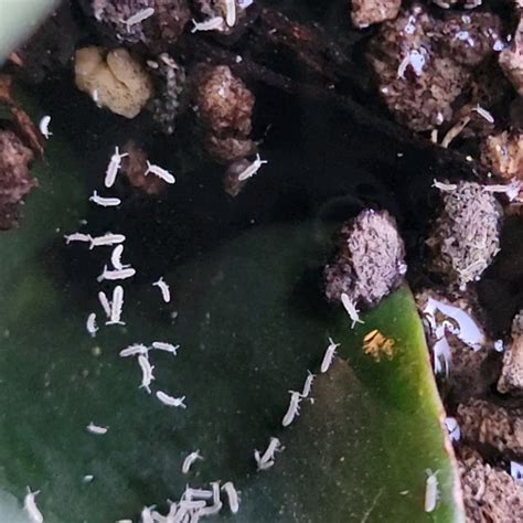 Fungus Gnat Larvae? : r/houseplants