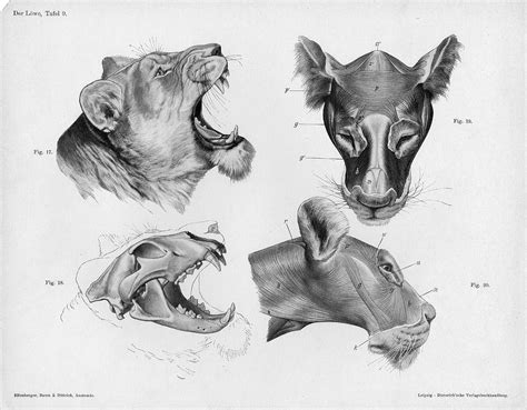 File:Lion anatomy head.jpg - Wikimedia Commons