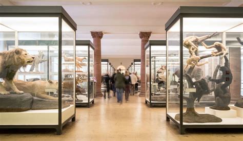 Besuch · Senckenberg Museum Frankfurt