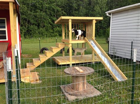 Goat play yard Baby goats Baby-goats Goats Piglets Cute animals Animals ...