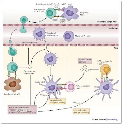 ImmunoJournals: Dictionary#2: Hapten & Epitope