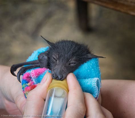 Orphaned Baby Bats At This Australian Bat Hospital Are Too Adorable ...