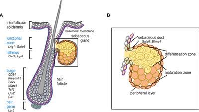 Frontiers | Sebaceous immunobiology - skin homeostasis, pathophysiology, coordination of innate ...