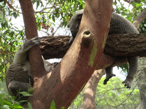 sleeping koalas - Travel Snippets