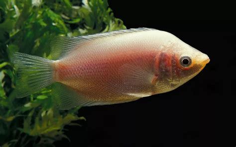 Kissing Gourami Care: Complete Guide for Beginners - AquariumNexus