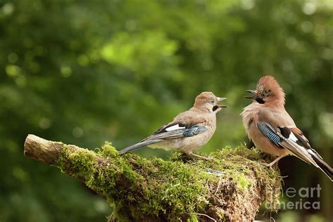 Jay bird feeding young chick Photograph by Simon Bratt - Fine Art America