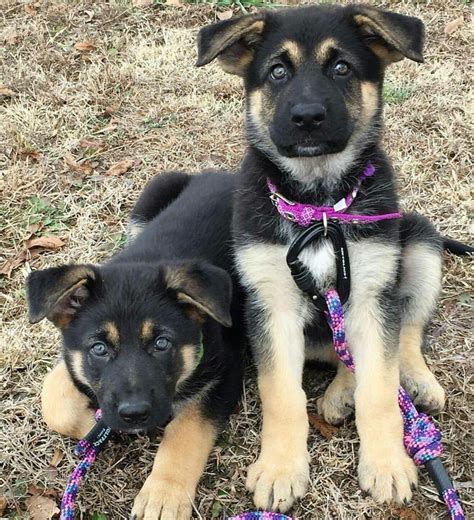 Cuties! German Shepherd Names, German Shepherd Puppies, German Shepherds, Gsd Puppies, Bulldog ...