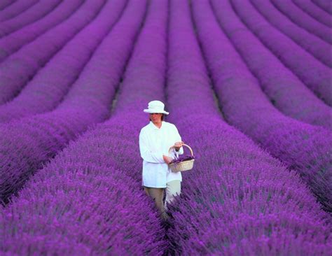 Lavender fields, Provence, France photo on Sunsurfer