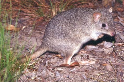 All hands on deck to trap northern bettong in the name of conservation - ABC News