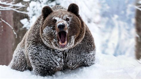 snow, Animals, Bears Wallpapers HD / Desktop and Mobile Backgrounds