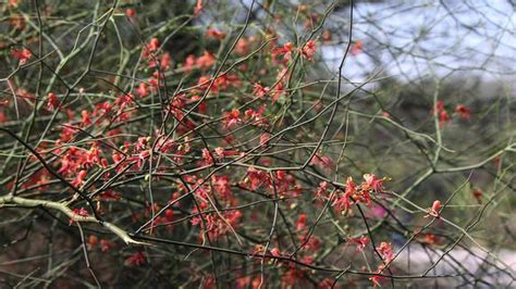 Why this common thorny shrub is important to Delhi - The Hindu