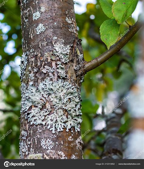 Apple Tree Bark Diseases Pictures - Garrett La