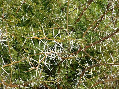 Outdoor thorny plants stock image. Image of green, prickly - 70314611