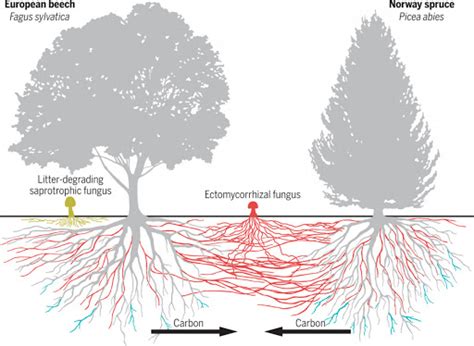 Mycorrhizal-Network-Illustration (Sciencemag.org) – Symbiosis Agriculture