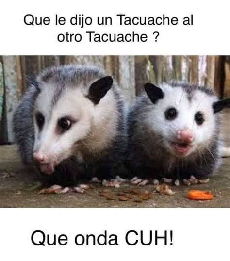 Puro tacuache cuh - Posts | Facebook