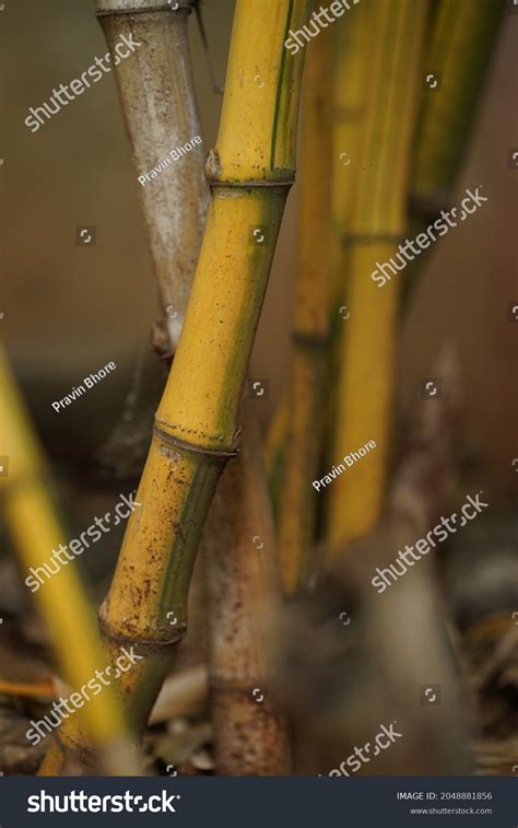 Bamboo Tree Natural Background Wallpaper Stock Photo 2048881856 | Shutterstock