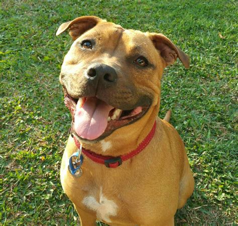 Staffordshire Bull Terrier Puppy Brown And White - bmp-floppy