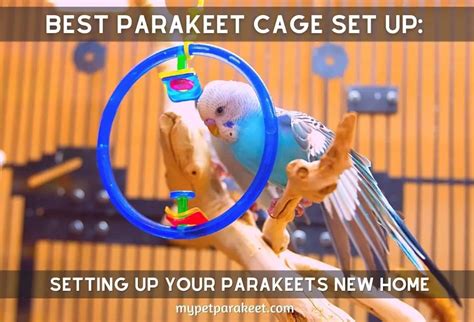 Best Parakeet Cage Set Up: Setting Up Your Parakeets New Home - My Pet Parakeet