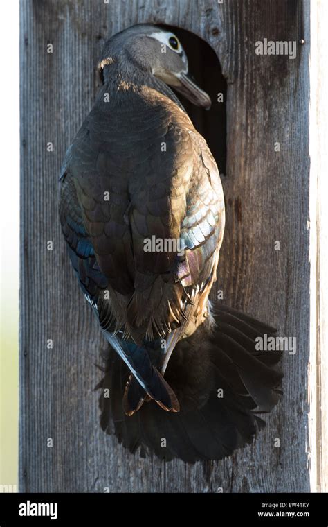 Nesting Hen Wood Duck Stock Photo - Alamy