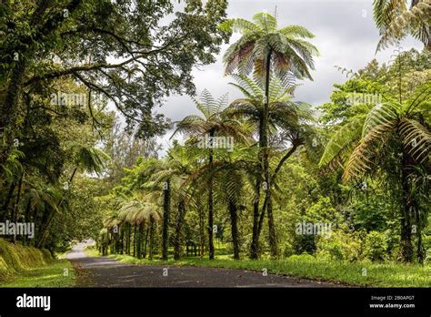 Trees at Kebun Raya Bali - Bali Botanical Garden in Bedugul, Tabanan, Bali, Indonesia Stock ...