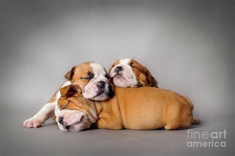 Sleeping Bulldog puppies Photograph by PopArts Pet - Fine Art America