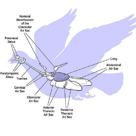 Avian Respiratory System - Windy City Parrot