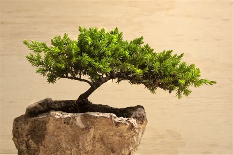 13 Types of Bonsai Trees (by Style and Shape Plus Pictures)