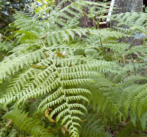 Bracken fern identification and control | Walter Reeves: The Georgia ...