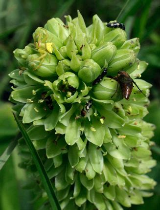 Eucomis autumnalis