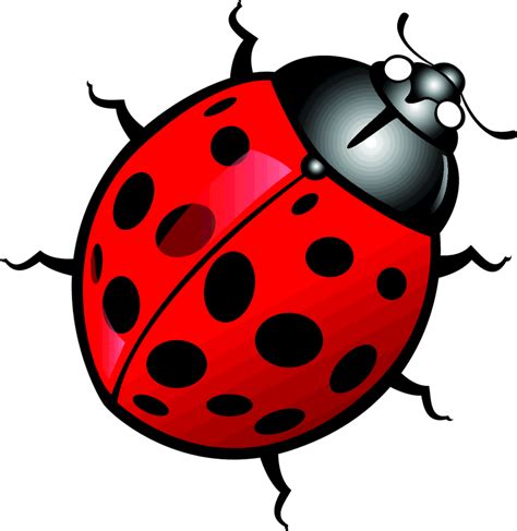 Vector Ladybug