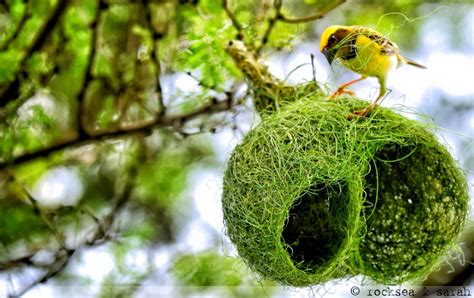 baya weavers nesting – RockSea and Sarah