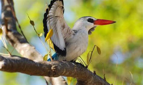 Mozambique Wildlife Guide