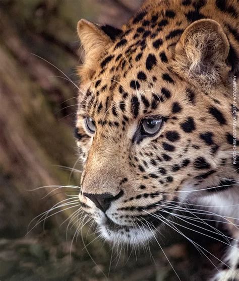 The world's most endangered big cat could be coming to Devon - Devon Live