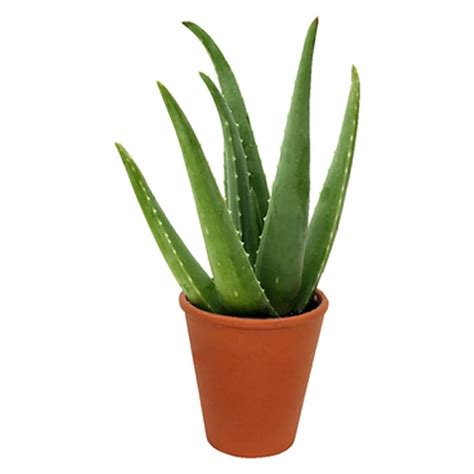 Aloe Vera Indoor/Outdoor Air Purifier Live Plant 6 Pot | Etsy