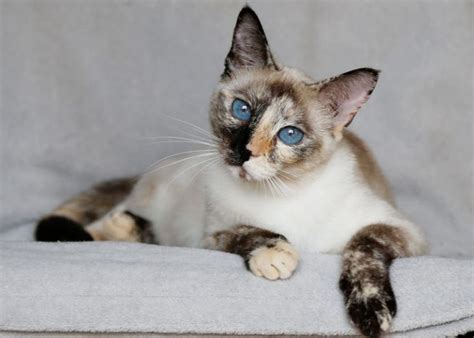 Siamese Cat Colors Chart | Fascinating Facts | Siamese of Day | Cat colors, Siamese cats, Kitten ...