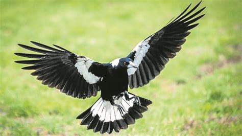 Magpies have started swooping season early in the Mid-Western region. | Magpie, Magpie art ...