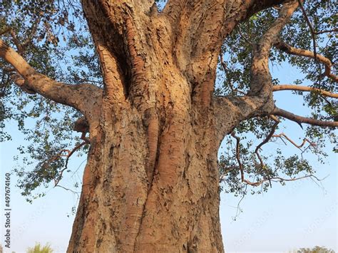 Giant peepal tree in India. It's other name bodhi tree, pippala tree, peepul tree, Ficus ...