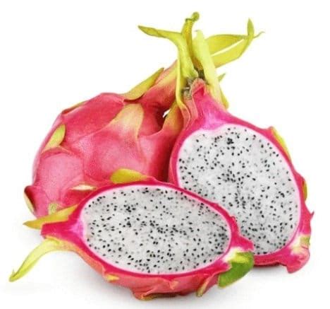 White Dragon Fruit | White Flesh | Florida Plants Nursery