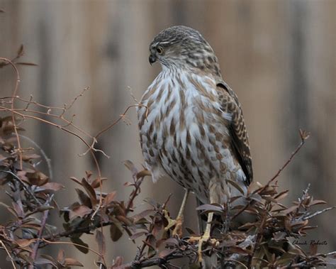 Sharp-shinned Hawk juvenile | Flickr - Photo Sharing!