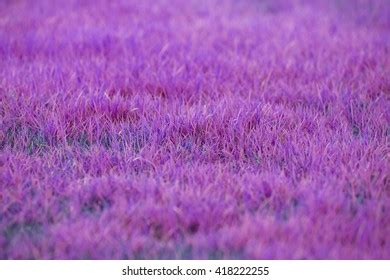 Purple Grass Texture Background Stock Photo 418222255 | Shutterstock