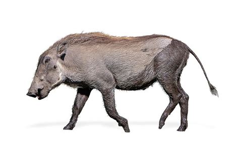 Baby Warthog Walking Side Isolated Photograph by Good Focused - Fine Art America