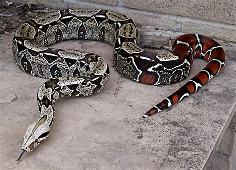 High contrast Suriname Boa constrictor. Brian's Boas | Snake, Boa constrictor, Beautiful snakes