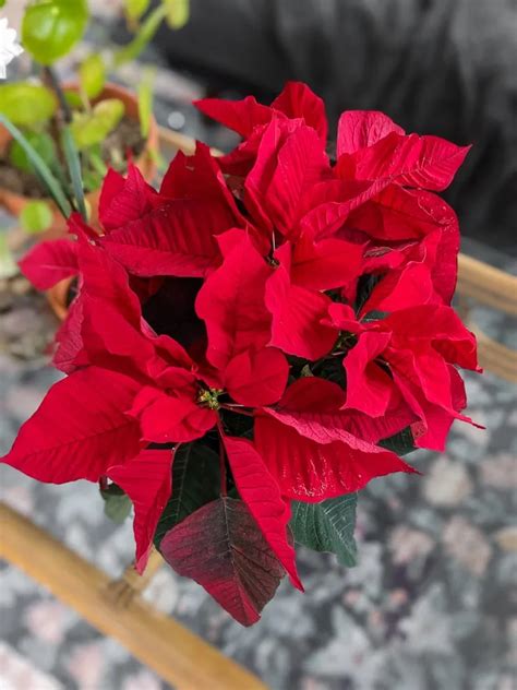 My poinsettia care guide & tips for keeping your plants healthy