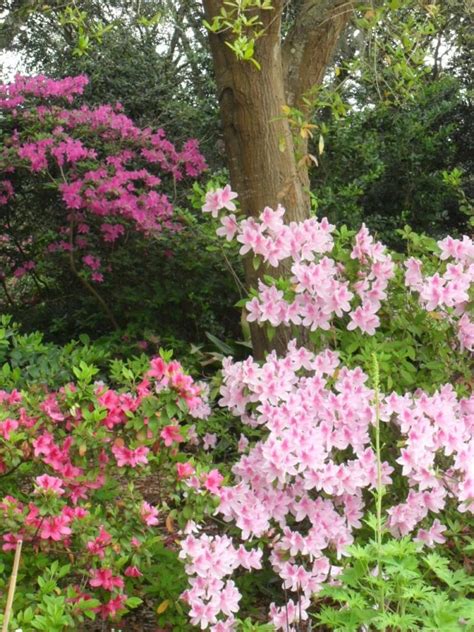 Flowering Shrubs for Shade Gardens | HGTV