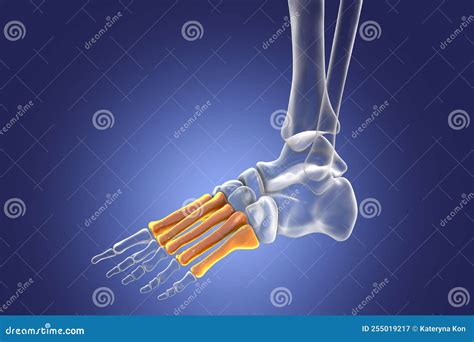 Metatarsal Bones of the Foot, 3D Illustration Stock Illustration - Illustration of cuneiforms ...