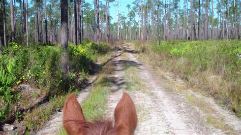 Monday, Nov. 23, 2015 – Ride Day in Osceola National Forest